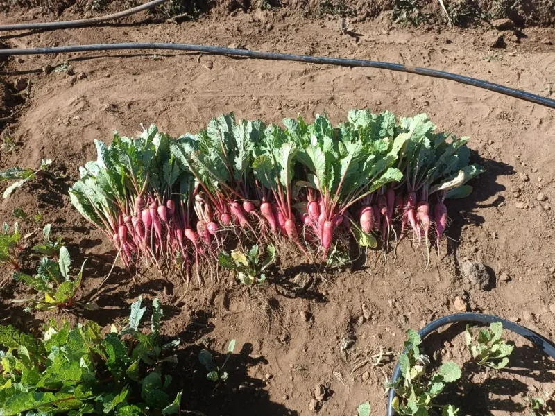 jezreel_farms_img (17)