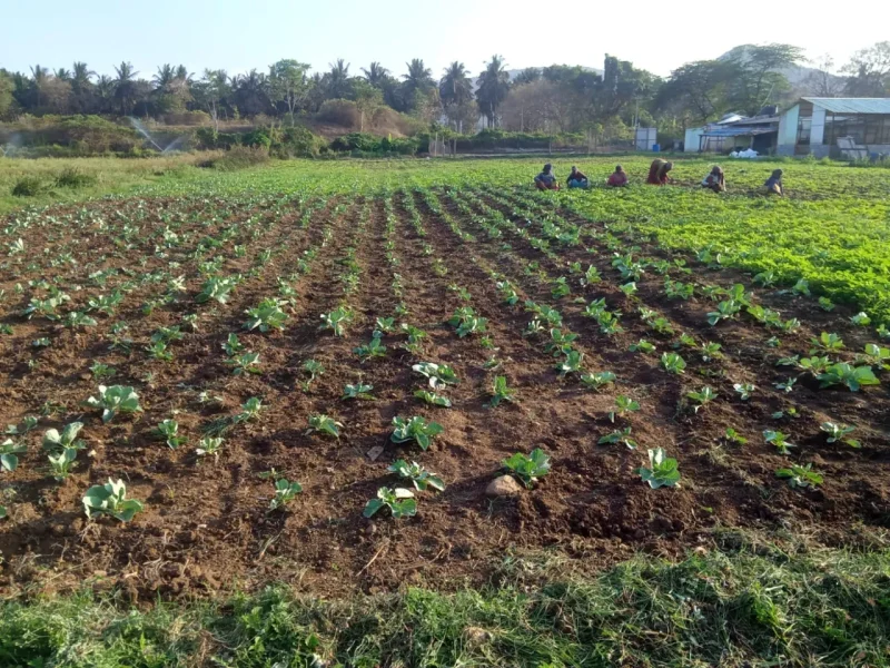 jezreel_farms_img (22)