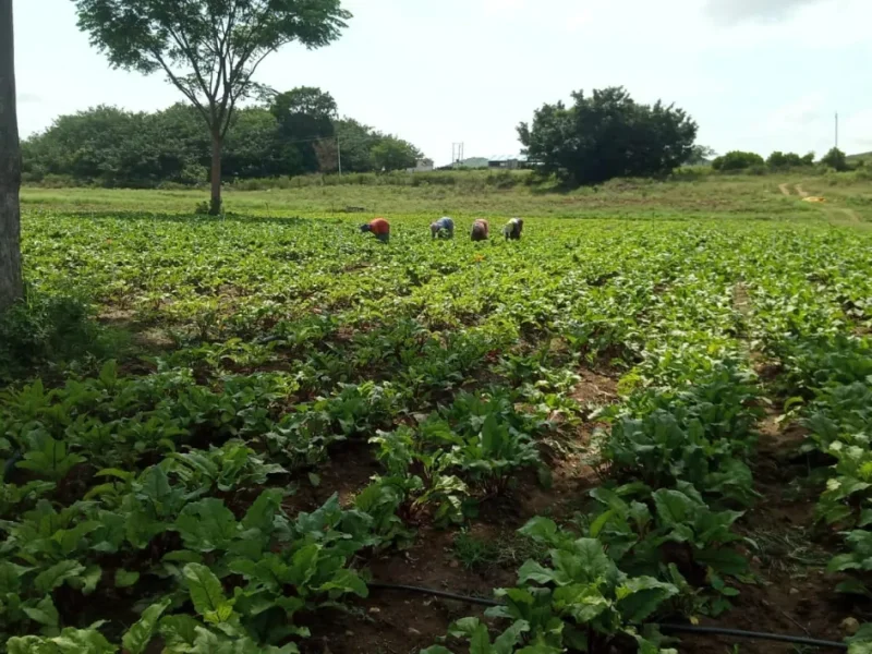 jezreel_farms_img (31)