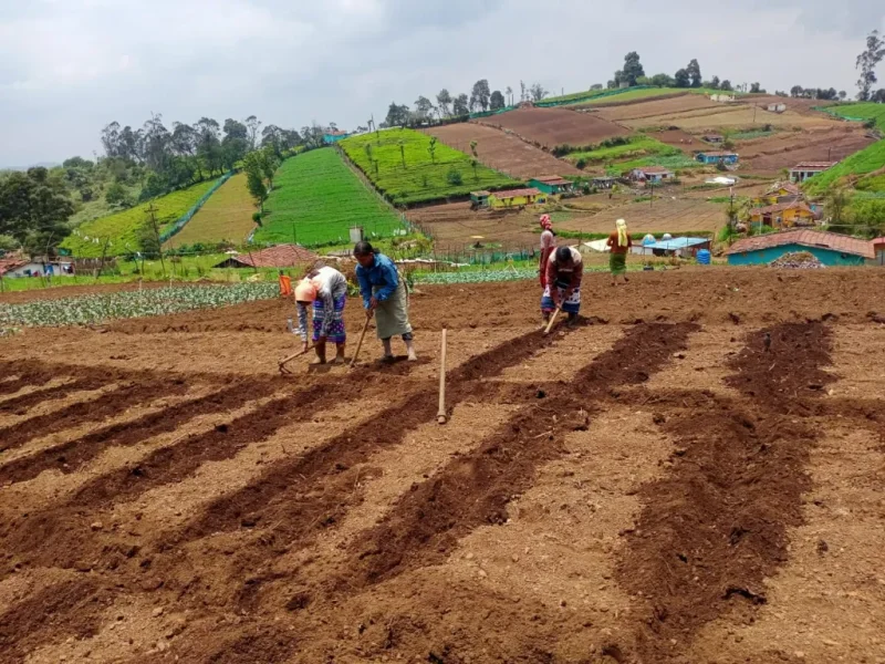 jezreel_farms_img (44)