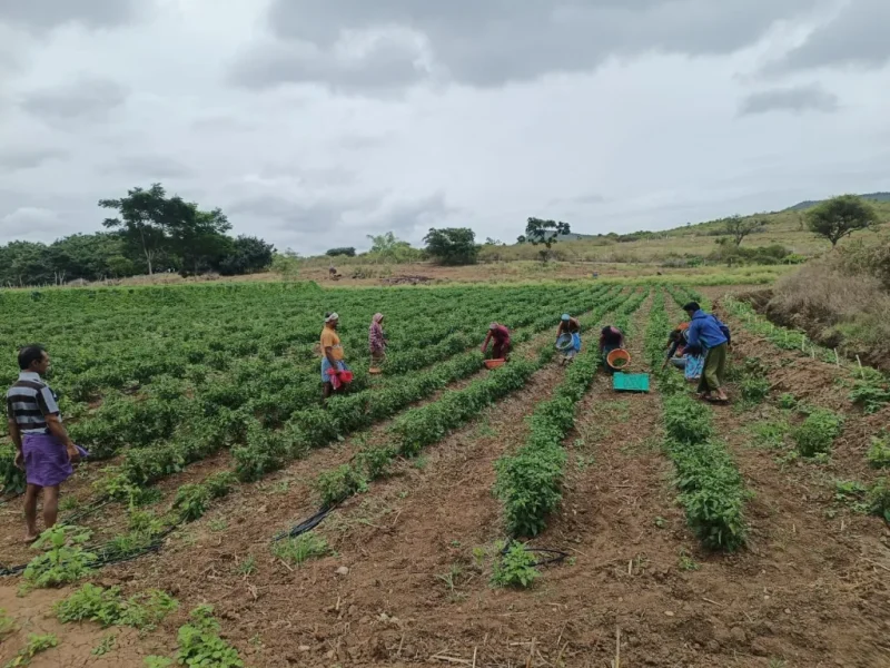 jezreel_farms_img (54)