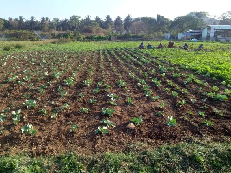 jezreelfarms_3